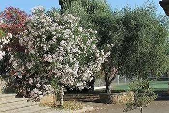 D'hotes Le Clos Des Oliviers 2* Sorbo-Ocagnano
